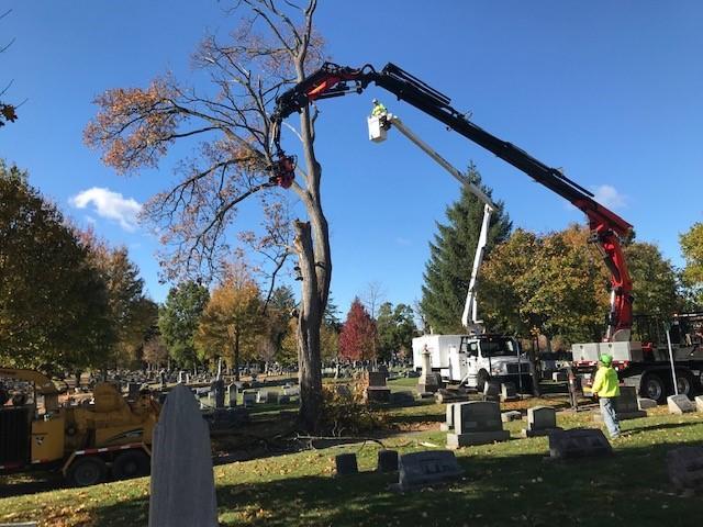 tree trimmer in cemetery